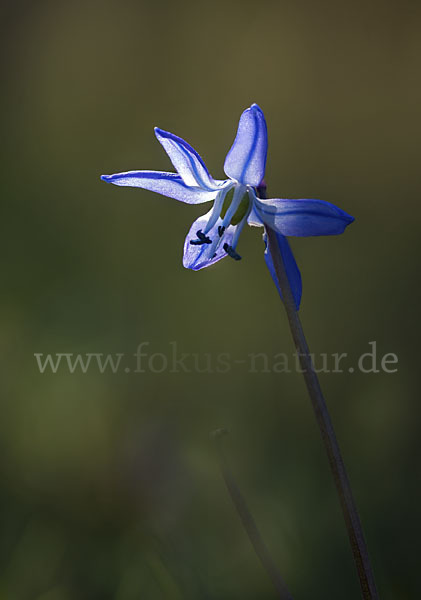 Blaustern (Scilla spec.)