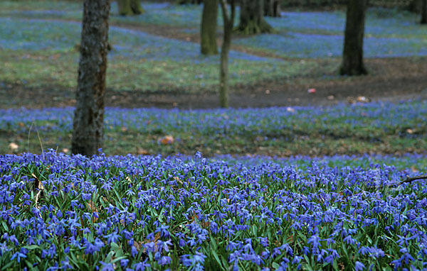 Blaustern (Scilla spec.)