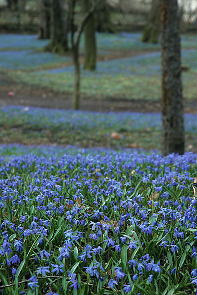 Blaustern (Scilla spec.)