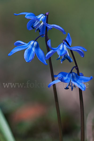 Blaustern (Scilla spec.)