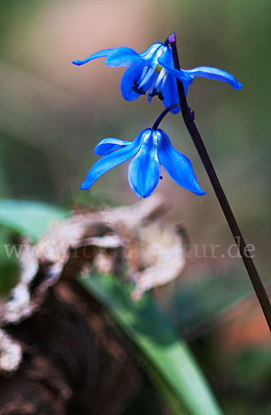 Blaustern (Scilla spec.)