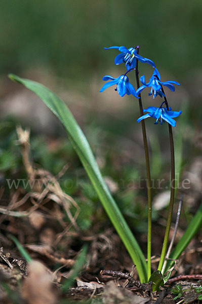 Blaustern (Scilla spec.)