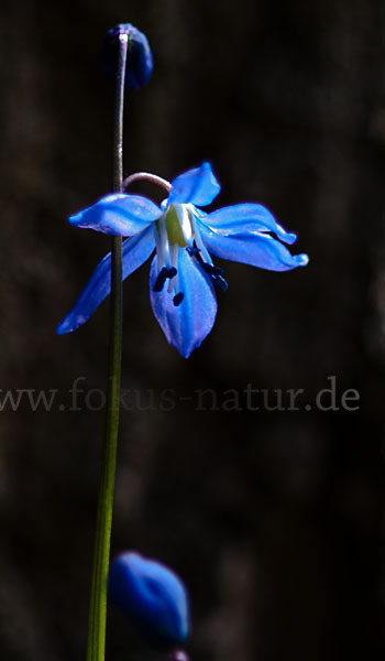 Blaustern (Scilla spec.)