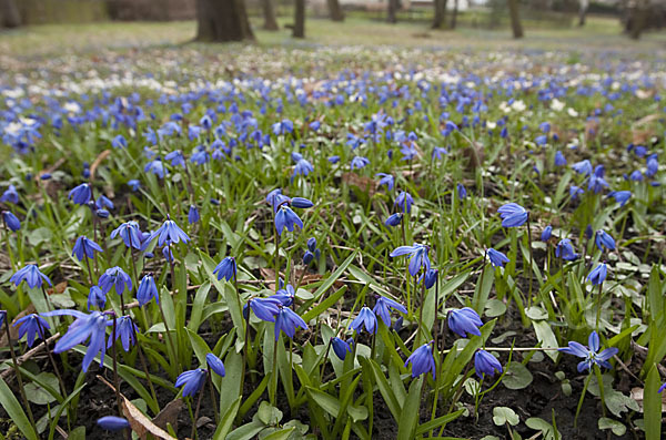 Blaustern (Scilla spec.)