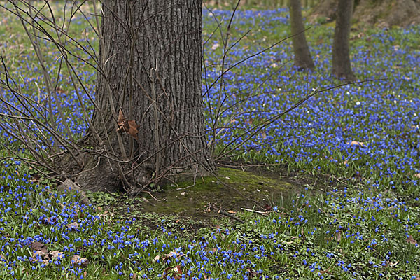 Blaustern (Scilla spec.)