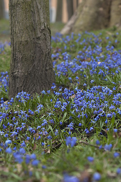 Blaustern (Scilla spec.)