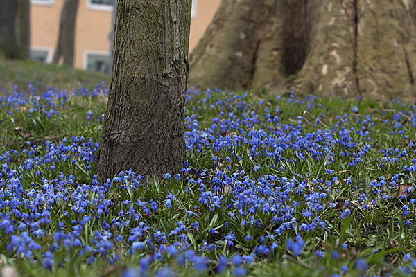 Blaustern (Scilla spec.)