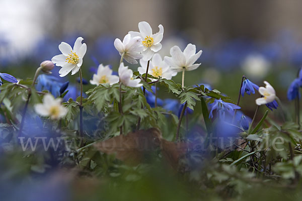 Blaustern (Scilla spec.)