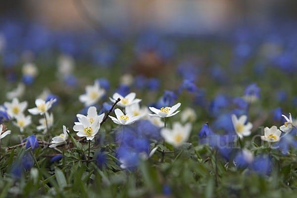 Blaustern (Scilla spec.)