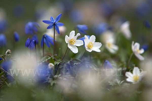 Blaustern (Scilla spec.)