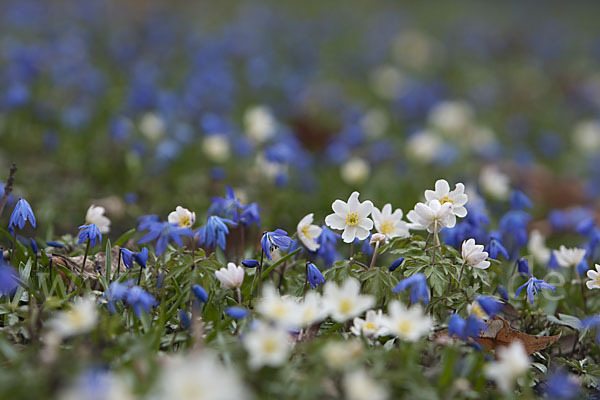 Blaustern (Scilla spec.)