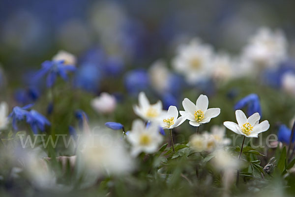 Blaustern (Scilla spec.)