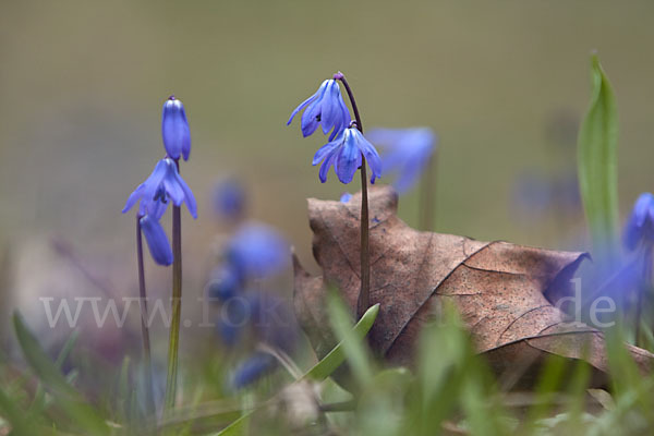 Blaustern (Scilla spec.)