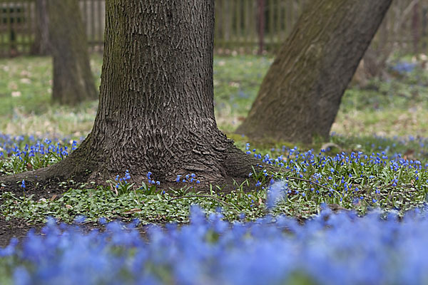 Blaustern (Scilla spec.)