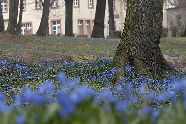 Blaustern (Scilla spec.)