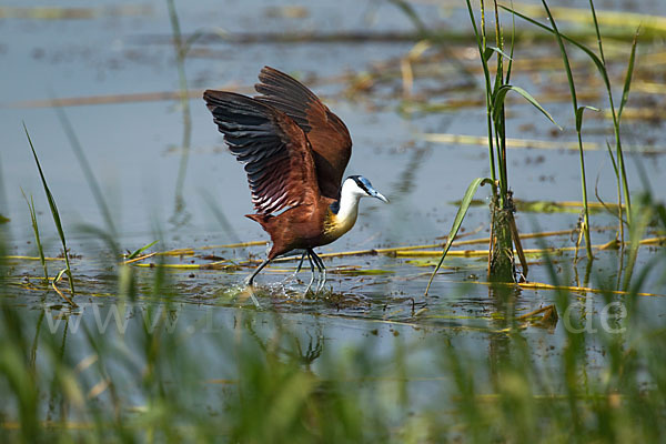 Blaustirn-Blatthühnchen (Actophilornis africanus)