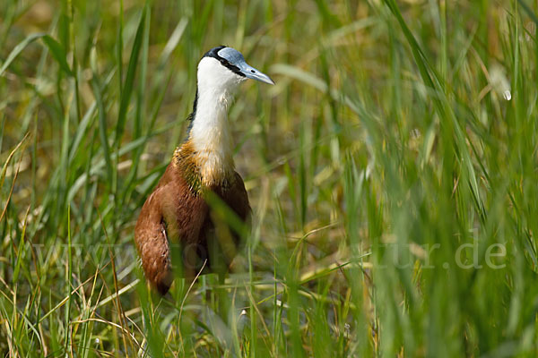 Blaustirn-Blatthühnchen (Actophilornis africanus)