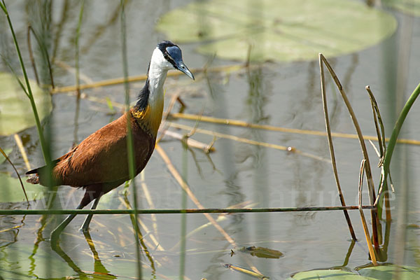 Blaustirn-Blatthühnchen (Actophilornis africanus)