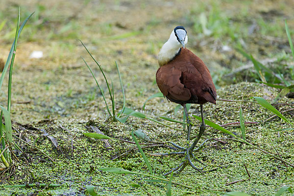 Blaustirn-Blatthühnchen (Actophilornis africanus)