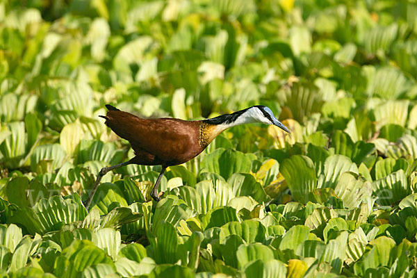 Blaustirn-Blatthühnchen (Actophilornis africanus)