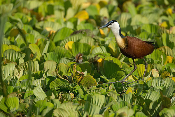 Blaustirn-Blatthühnchen (Actophilornis africanus)