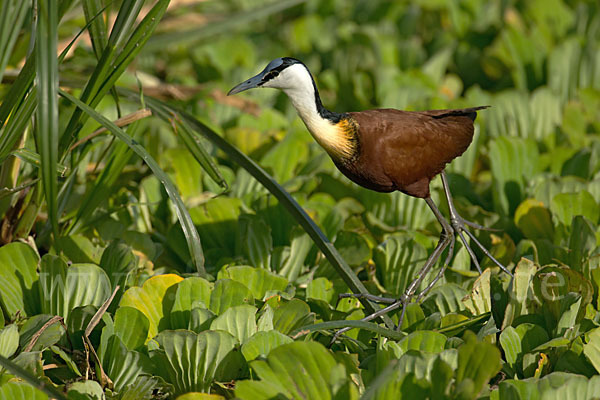 Blaustirn-Blatthühnchen (Actophilornis africanus)