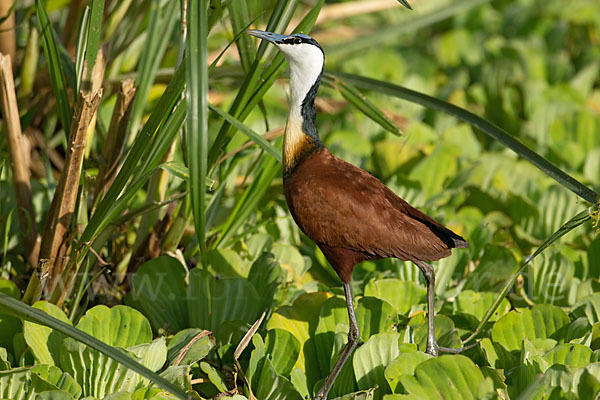 Blaustirn-Blatthühnchen (Actophilornis africanus)