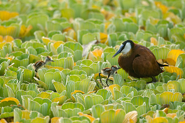 Blaustirn-Blatthühnchen (Actophilornis africanus)