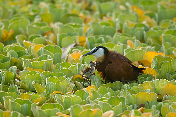 Blaustirn-Blatthühnchen (Actophilornis africanus)