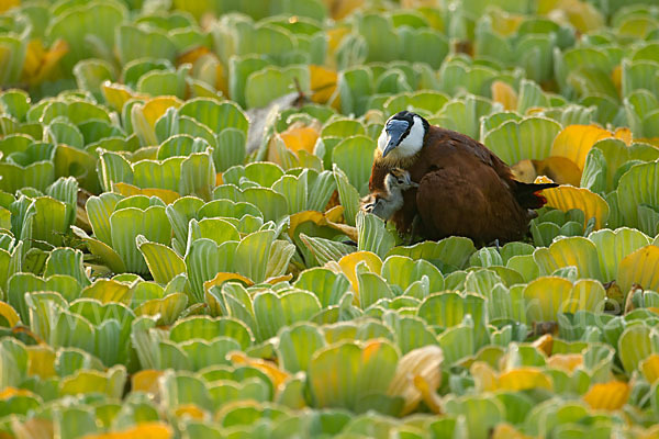 Blaustirn-Blatthühnchen (Actophilornis africanus)