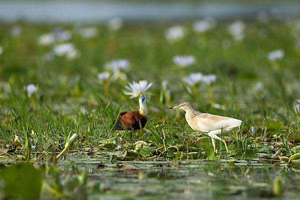 Blaustirn-Blatthühnchen (Actophilornis africanus)