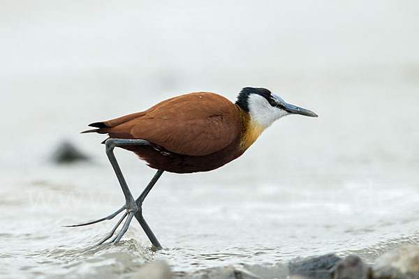 Blaustirn-Blatthühnchen (Actophilornis africanus)