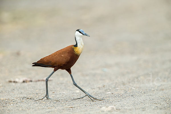 Blaustirn-Blatthühnchen (Actophilornis africanus)