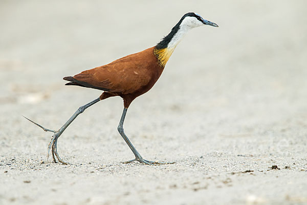 Blaustirn-Blatthühnchen (Actophilornis africanus)