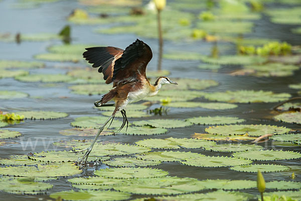 Blaustirn-Blatthühnchen (Actophilornis africanus)