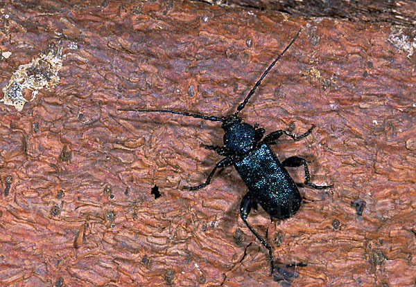 Blauvioletter Scheibenbock (Callidium violaceum)