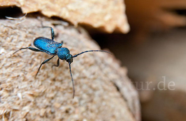 Blauvioletter Scheibenbock (Callidium violaceum)