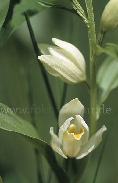 Bleiches Waldvögelein (Cephalanthera damasonium)