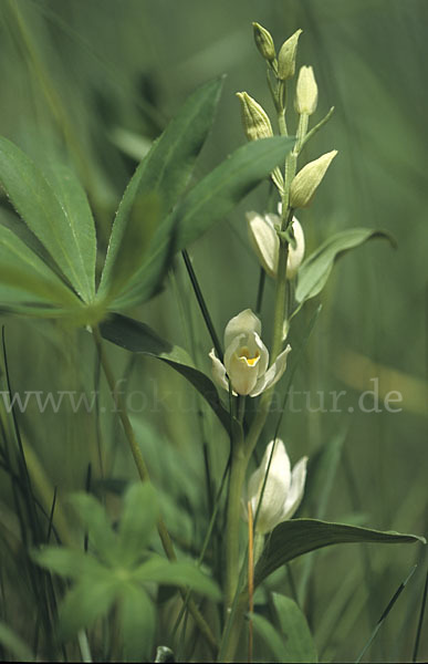 Bleiches Waldvögelein (Cephalanthera damasonium)