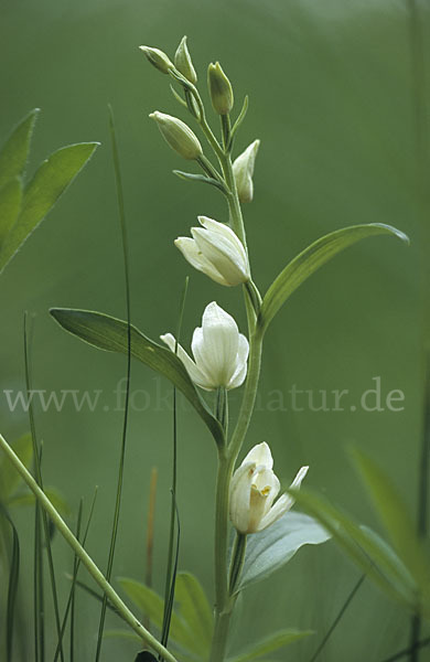 Bleiches Waldvögelein (Cephalanthera damasonium)