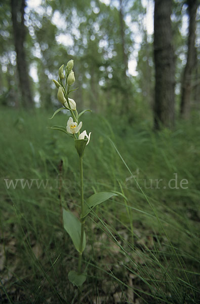 Bleiches Waldvögelein (Cephalanthera damasonium)