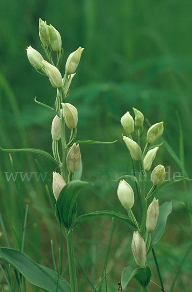 Bleiches Waldvögelein (Cephalanthera damasonium)