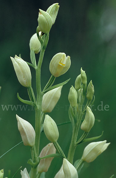 Bleiches Waldvögelein (Cephalanthera damasonium)