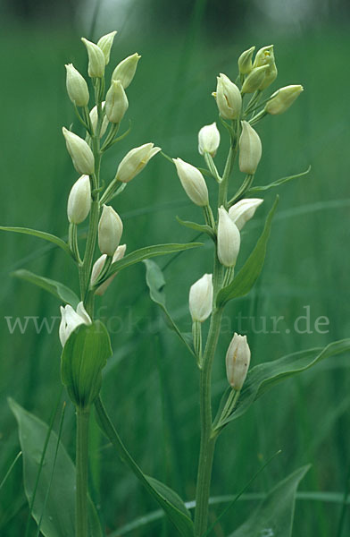 Bleiches Waldvögelein (Cephalanthera damasonium)