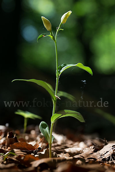 Bleiches Waldvögelein (Cephalanthera damasonium)