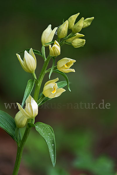 Bleiches Waldvögelein (Cephalanthera damasonium)