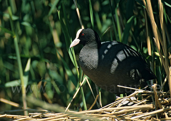 Blessralle (Fulica atra)