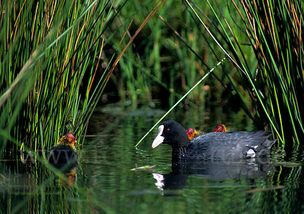 Blessralle (Fulica atra)