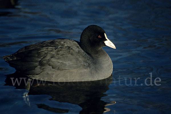 Blessralle (Fulica atra)