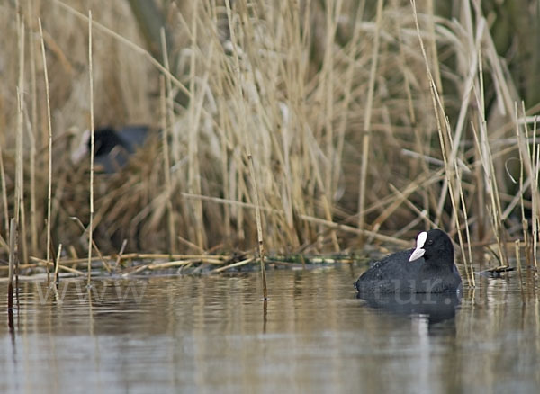 Blessralle (Fulica atra)